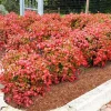 Dwarf Nandina Live Plant - Set of 3, 2.5-inch Pots - Outdoor Shrub - Image 1