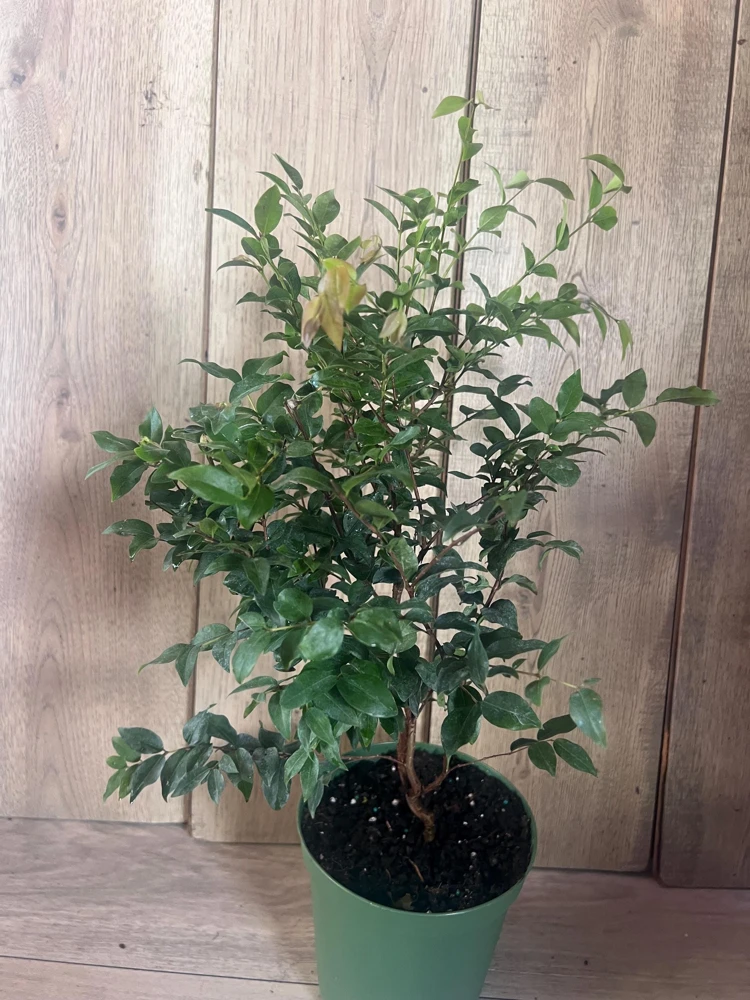 Dwarf Red Jaboticaba Fruit Tree - Precoce Live Plant in 6" Pot - Tropical Edible Fruit - Cannot ship to CA - Image 2