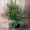 Dwarf Red Jaboticaba Fruit Tree - Precoce Live Plant in 6" Pot - Tropical Edible Fruit - Cannot ship to CA - Image 1