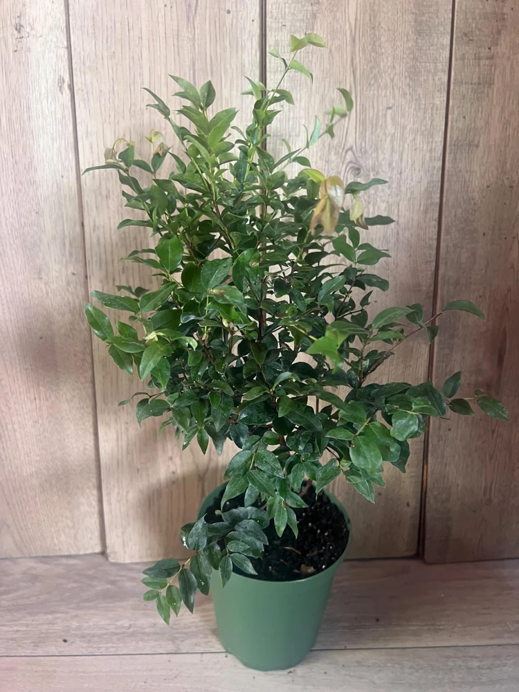 Dwarf Red Jaboticaba Fruit Tree - Precoce Live Plant in 6" Pot - Tropical Edible Fruit - Cannot ship to CA - Image 1