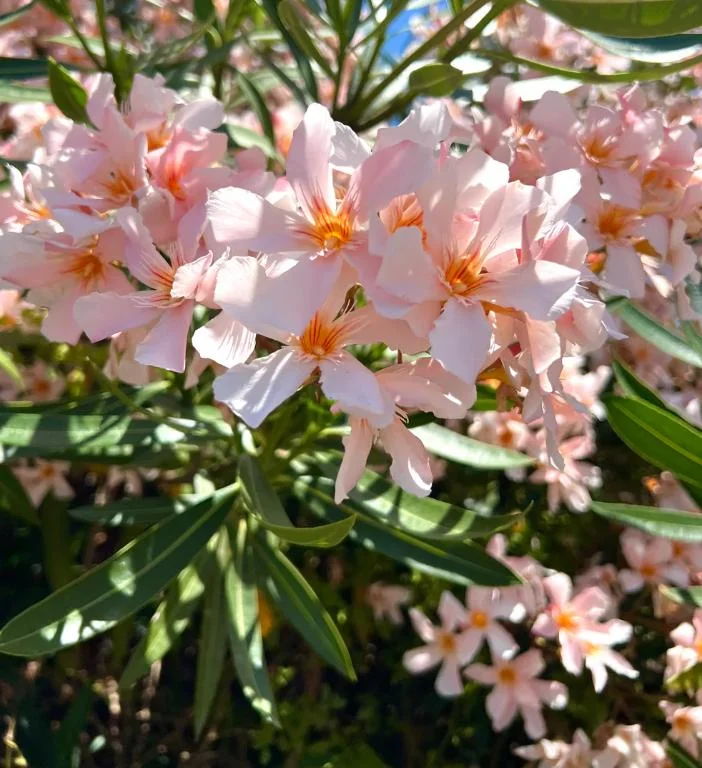 Dwarf Salmon Oleander Live Plant - 4-8" Tall - Compact Flowering Shrub for Patio & Sun Gardens - Image 2