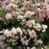Dwarf Salmon Oleander Live Plant - 4-8" Tall - Compact Flowering Shrub for Patio & Sun Gardens - Image 1