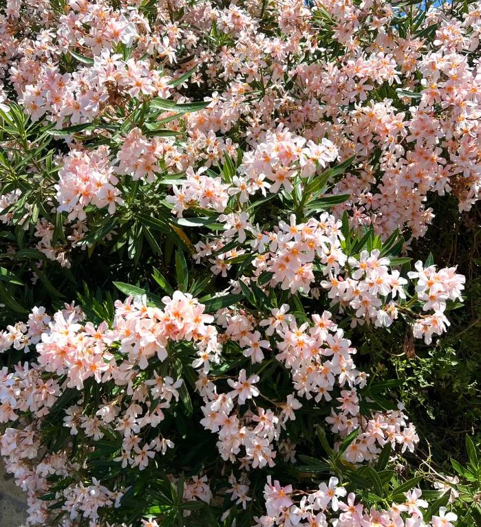 Dwarf Salmon Oleander Live Plant - 4-8" Tall - Compact Flowering Shrub for Patio & Sun Gardens - Image 1