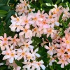 Dwarf Salmon Oleander Live Plant - 4-8" Tall - Compact Flowering Shrub for Patio & Sun Gardens - Image 1