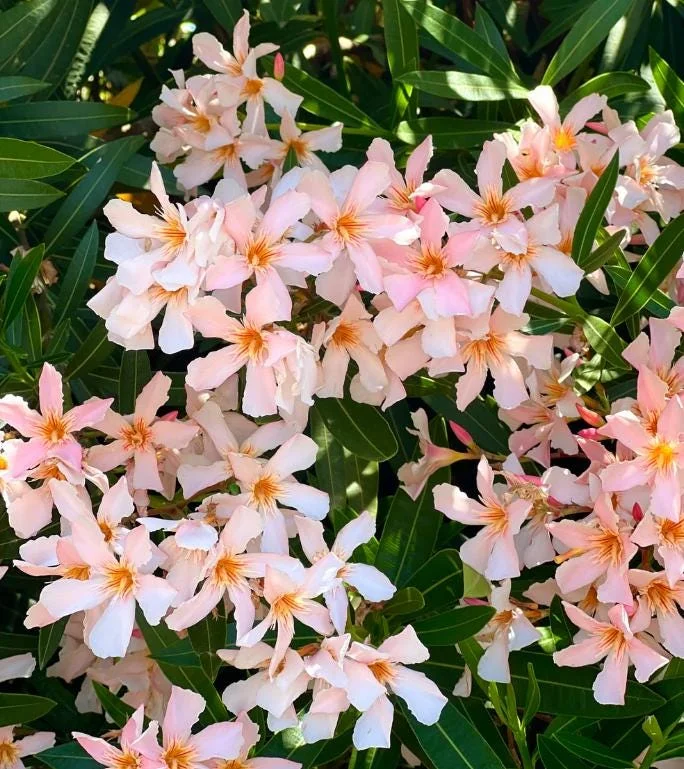 Dwarf Salmon Oleander Live Plant - 4-8" Tall - Compact Flowering Shrub for Patio & Sun Gardens - Image 1