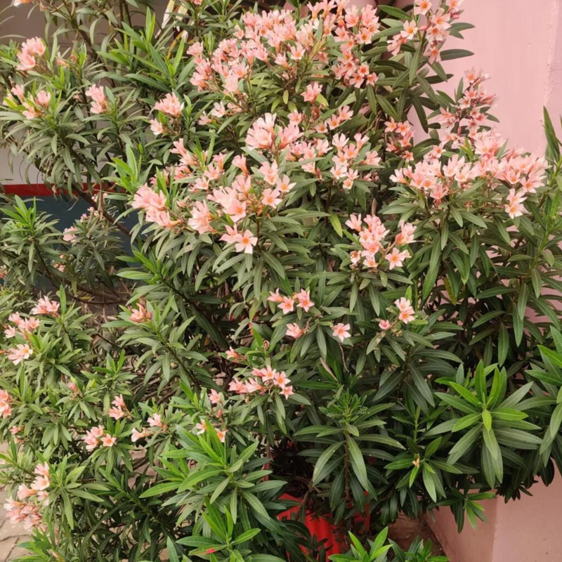 Dwarf Salmon Oleander Live Plant – 4-inch Starter – Vibrant Blooms, Easy Care - Image 2