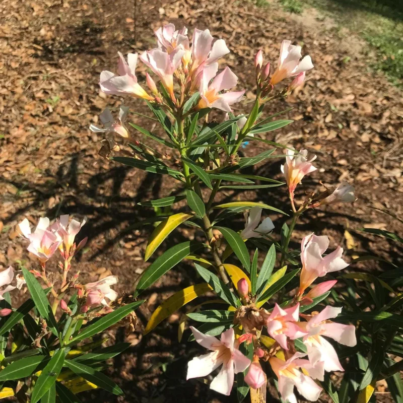 Dwarf Salmon Oleander Live Plant – 4-inch Starter – Vibrant Blooms, Easy Care - Image 1