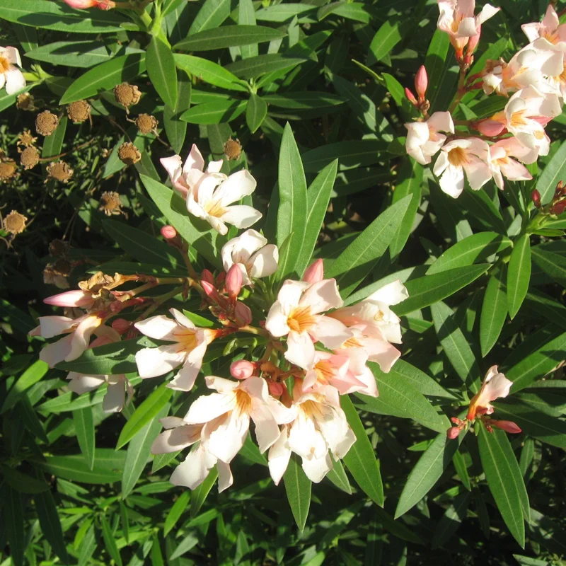 Dwarf Salmon Oleander Live Plant - 4" Pot, Vibrant Blooms, Easy Care Outdoor Shrub - Image 4