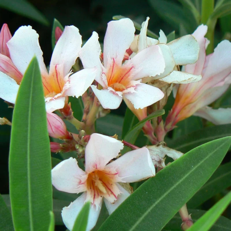Dwarf Salmon Oleander Live Plant - 4" Pot, Vibrant Blooms, Easy Care Outdoor Shrub - Image 5