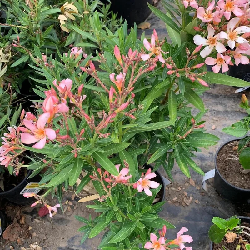 Dwarf Salmon Oleander Live Plant - 4" Pot, Vibrant Blooms, Easy Care Outdoor Shrub - Image 7