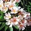Dwarf Salmon Oleander Live Plant - 4" Pot, Vibrant Blooms, Easy Care Outdoor Shrub - Image 1