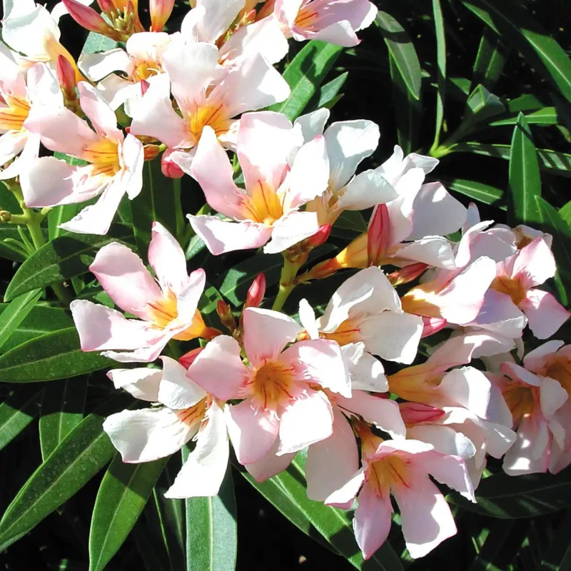 Dwarf Salmon Oleander Live Plant - 4" Pot, Vibrant Blooms, Easy Care Outdoor Shrub - Image 1