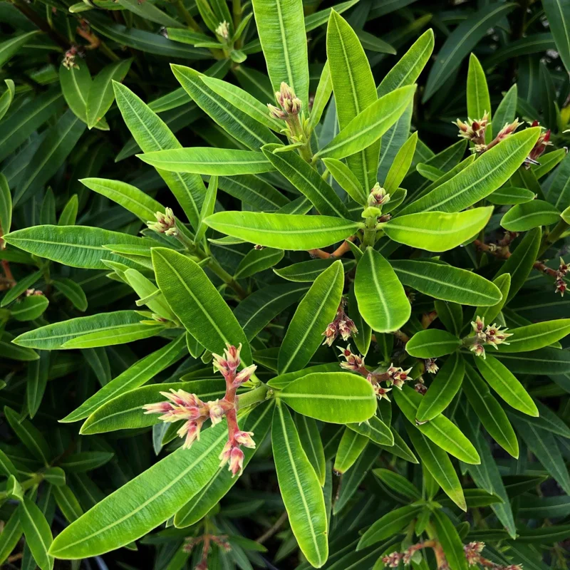 Dwarf Salmon Oleander Live Plant - 4" Pot, Vibrant Blooms, Easy Care Outdoor Shrub - Image 8