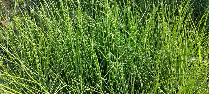 Dwarf White Pampas Grass 'Blue Bayou' Live Plant, 4" Pot, Blue-Green Foliage, Outdoor - Image 2