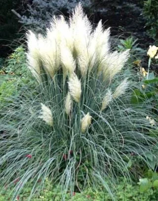 Dwarf White Pampas Grass 'Blue Bayou' Live Plant, 4" Pot, Blue-Green Foliage, Outdoor - Image 1