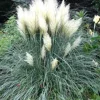 Dwarf White Pampas Grass 'Blue Bayou' Live Plant - 4in Tall, Blue-Green Foliage, Outdoor - Image 1