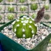 Easter Lily Cactus Live Plant - Echinopsis Subdenudata, Domino Cactus, 4-inch Pot, Indoor/Outdoor - Image 1