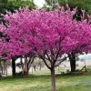 Eastern Redbud Tree Live Plant – 1 Quart Pot – Cercis canadensis – Outdoor Flowering Tree - Image 1