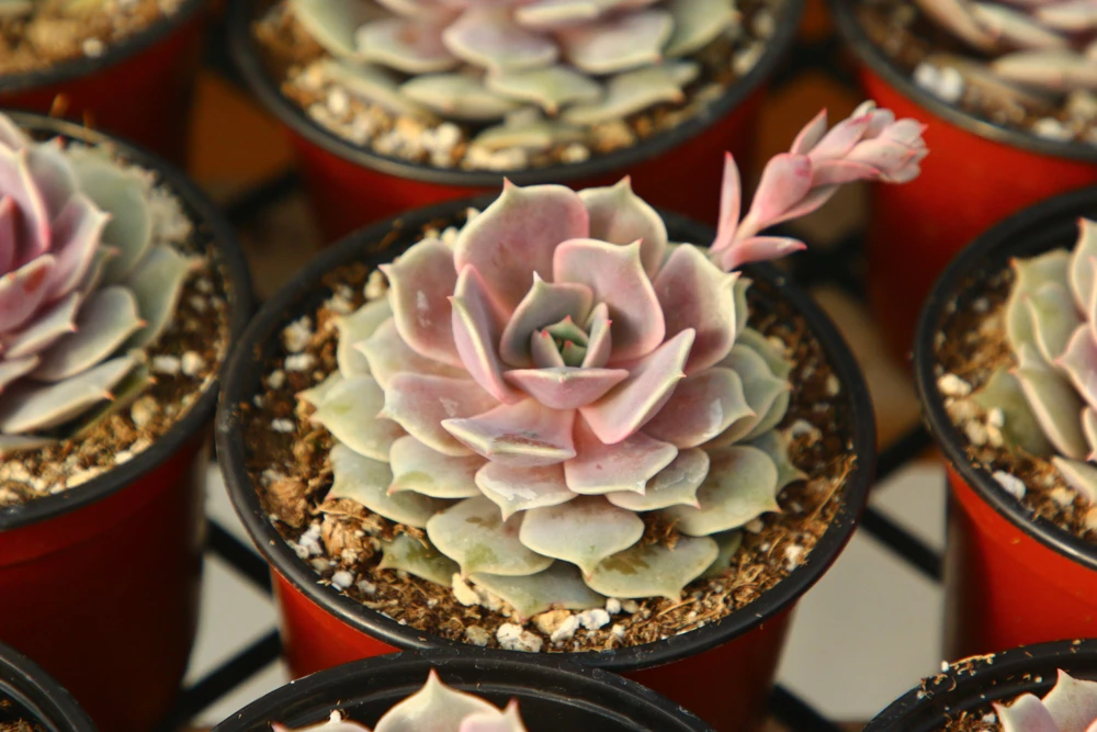 Echeveria Pink Lola Live Succulent Plant - Rare Rosette, 4-inch Pot, Indoor/Outdoor - Image 2