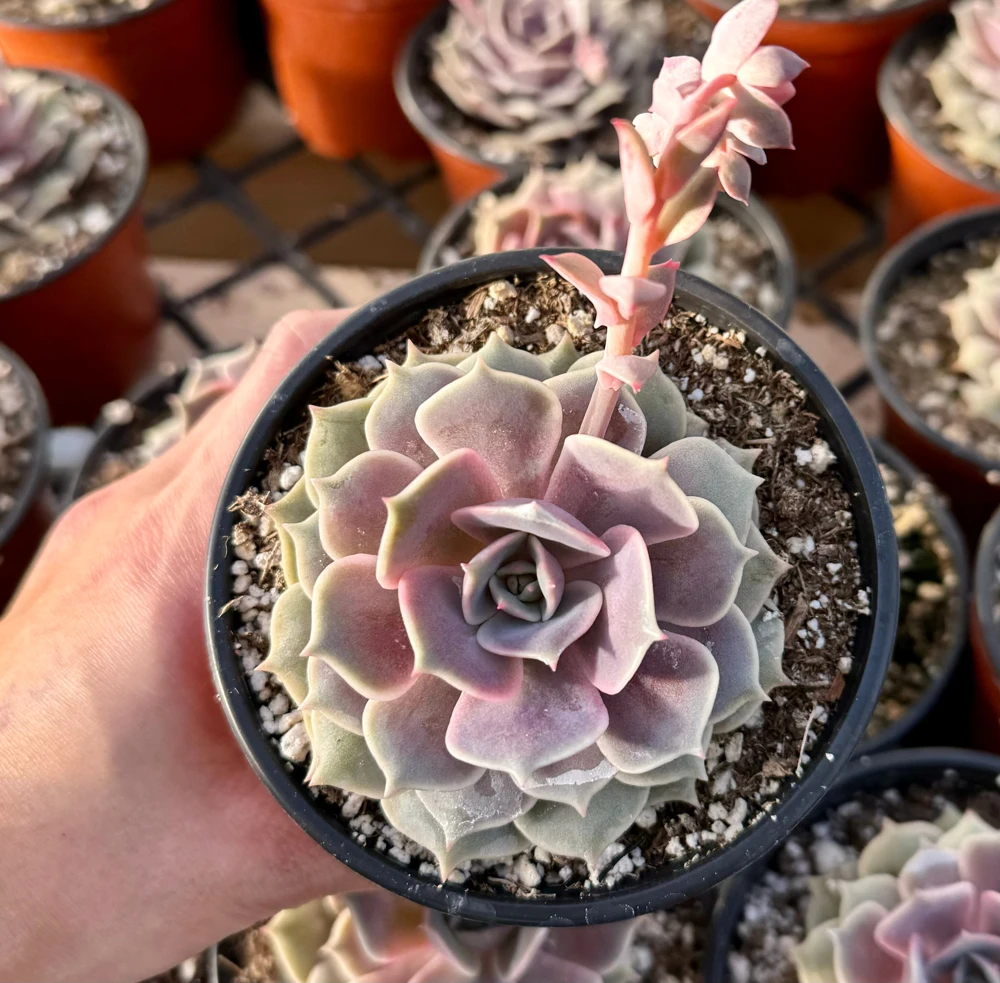 Echeveria Pink Lola Live Succulent Plant - Rare Rosette, 4-inch Pot, Indoor/Outdoor - Image 3