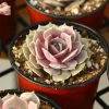 Echeveria Pink Lola Live Succulent Plant - Rare Rosette, 4-inch Pot, Indoor/Outdoor - Image 1