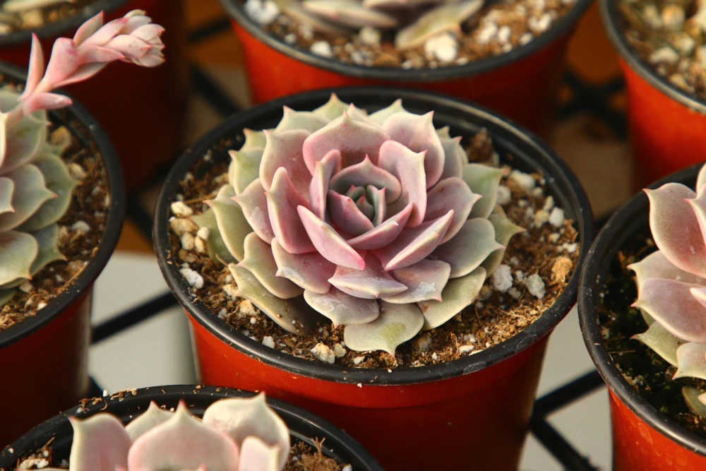 Echeveria Pink Lola Live Succulent Plant - Rare Rosette, 4-inch Pot, Indoor/Outdoor - Image 1