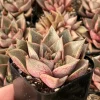 Echeveria Purpusorum Live Plant - 2.5 inch Pot Succulent - Indoor/Outdoor - Image 1