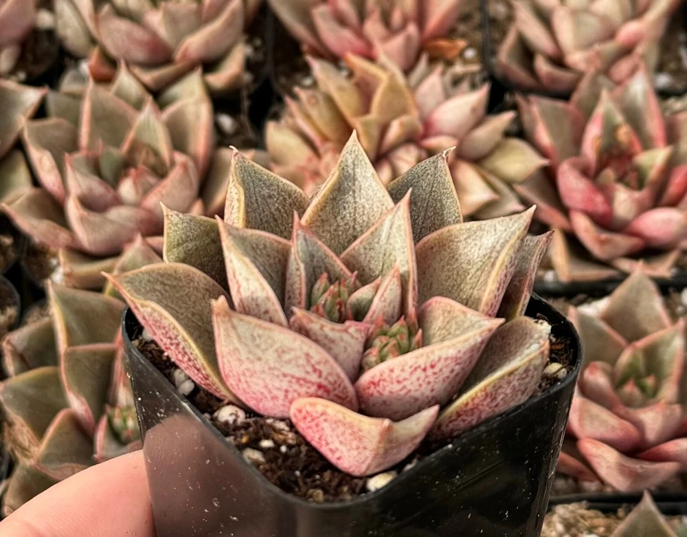 Echeveria Purpusorum Live Plant - 2.5 inch Pot Succulent - Indoor/Outdoor - Image 1