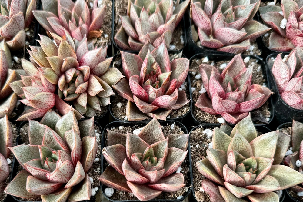 Echeveria Purpusorum Live Plant - 2.5 inch Pot Succulent - Indoor/Outdoor - Image 2