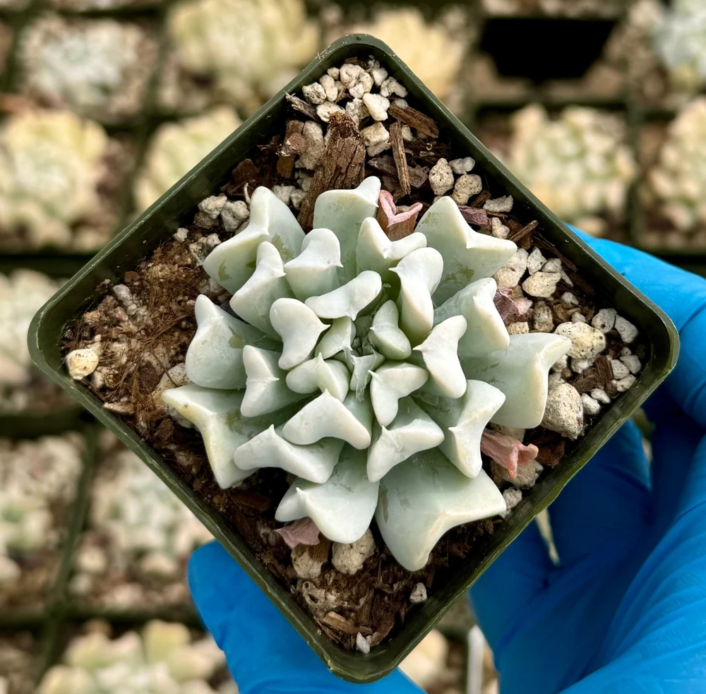 Echeveria Runyonii Topsy Turvy Live Succulent Plant – Blue, 2 inch Pot, Indoor - Image 2