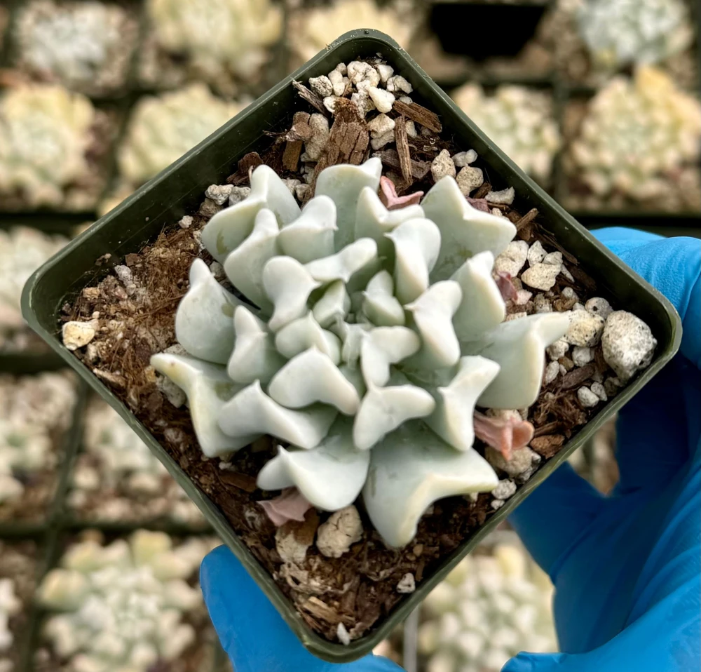 Echeveria Runyonii Topsy Turvy Live Succulent Plant – Blue, 2 inch Pot, Indoor - Image 3