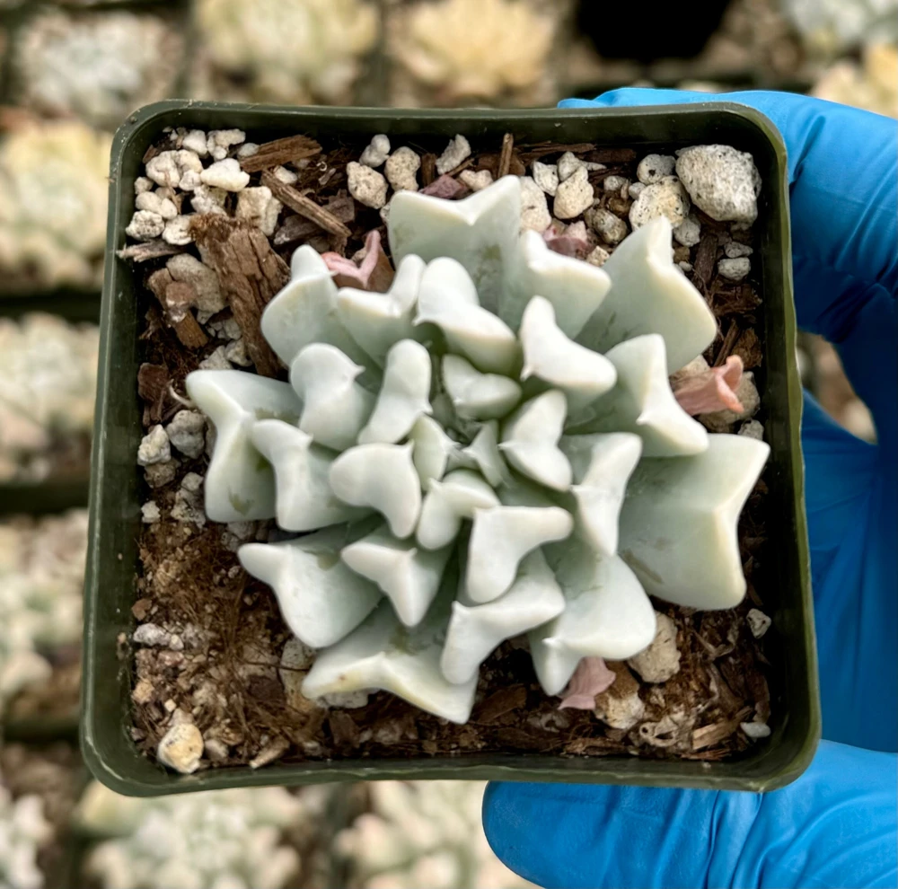 Echeveria Runyonii Topsy Turvy Live Succulent Plant – Blue, 2 inch Pot, Indoor - Image 4