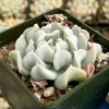 Echeveria Runyonii Topsy Turvy Live Succulent Plant – Blue, 2 inch Pot, Indoor - Image 1