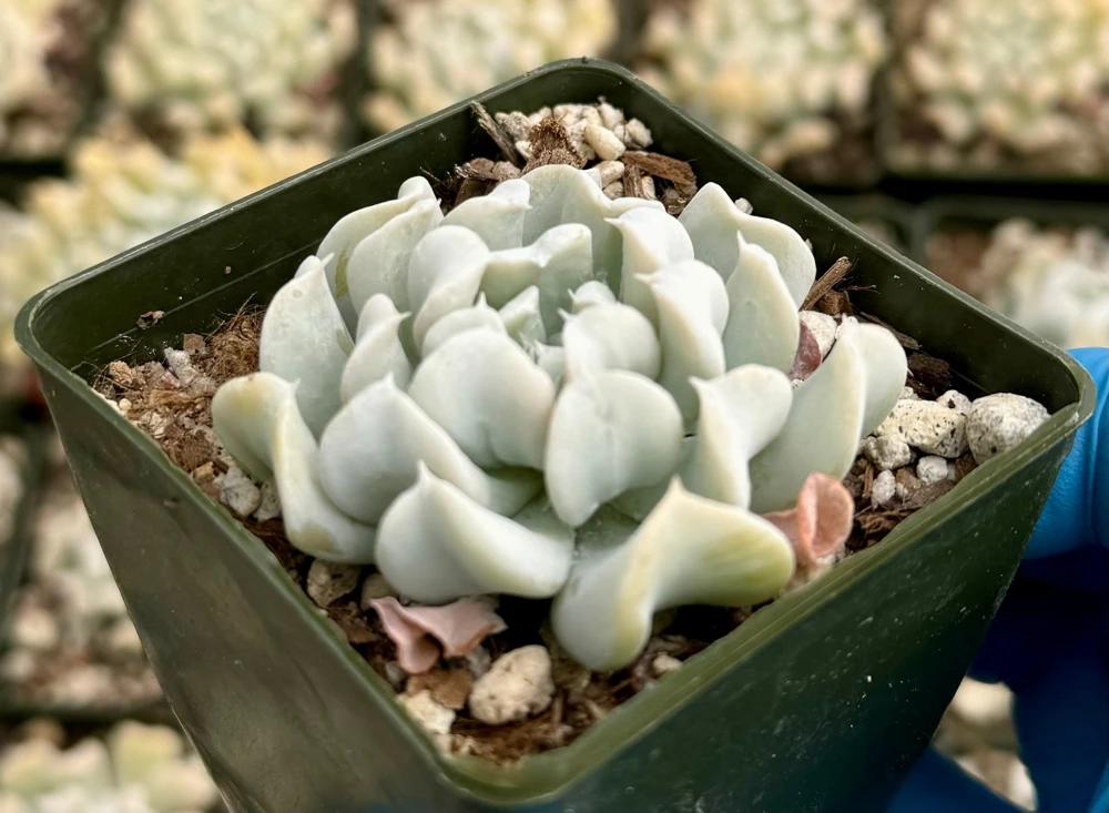 Echeveria Runyonii Topsy Turvy Live Succulent Plant – Blue, 2 inch Pot, Indoor - Image 1