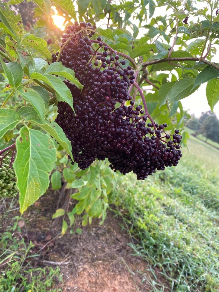 Elderberry Live Plant - Sambucus canadensis - Quart Pot - Image 2
