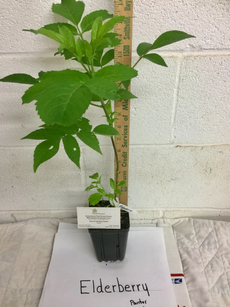 Elderberry Live Plant - Sambucus canadensis - Quart Pot - Image 3