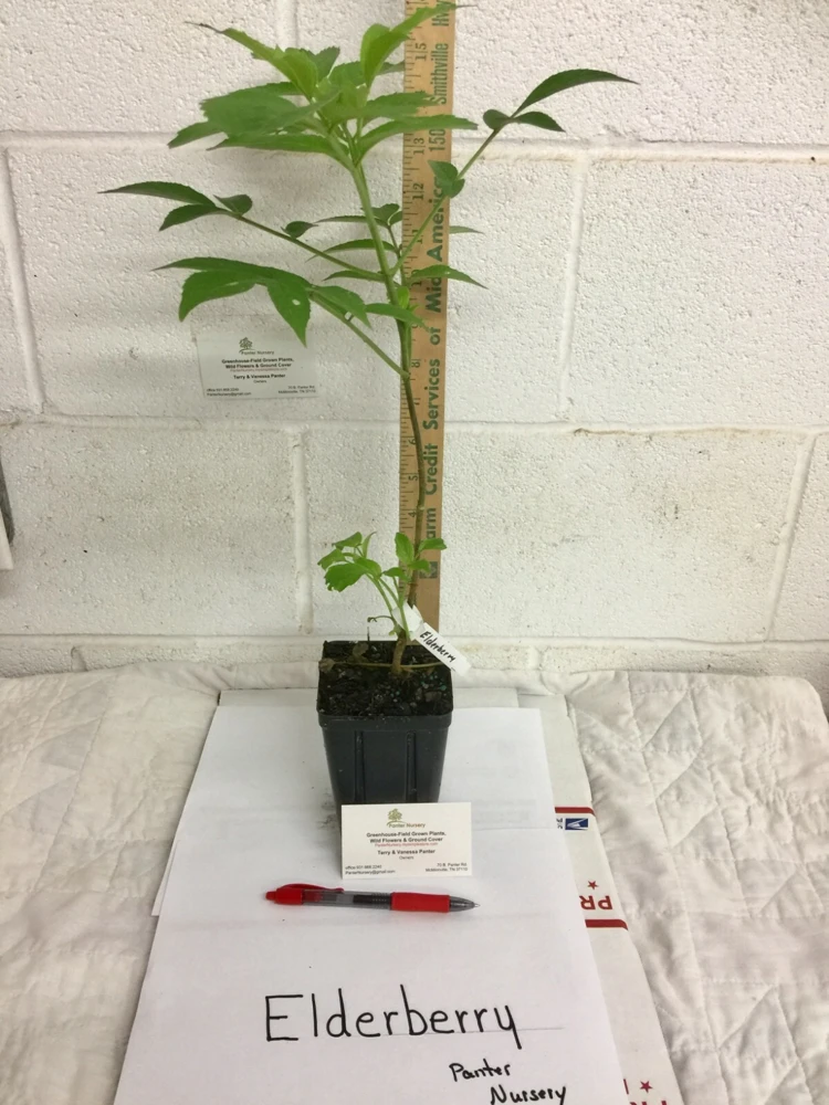 Elderberry Live Plant - Sambucus canadensis - Quart Pot - Image 4