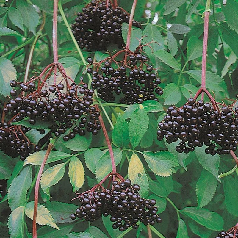 Elderberry Live Plant - Sambucus canadensis - Quart Pot - Image 5