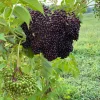 Elderberry Live Plant - Sambucus canadensis - Quart Pot - Image 1