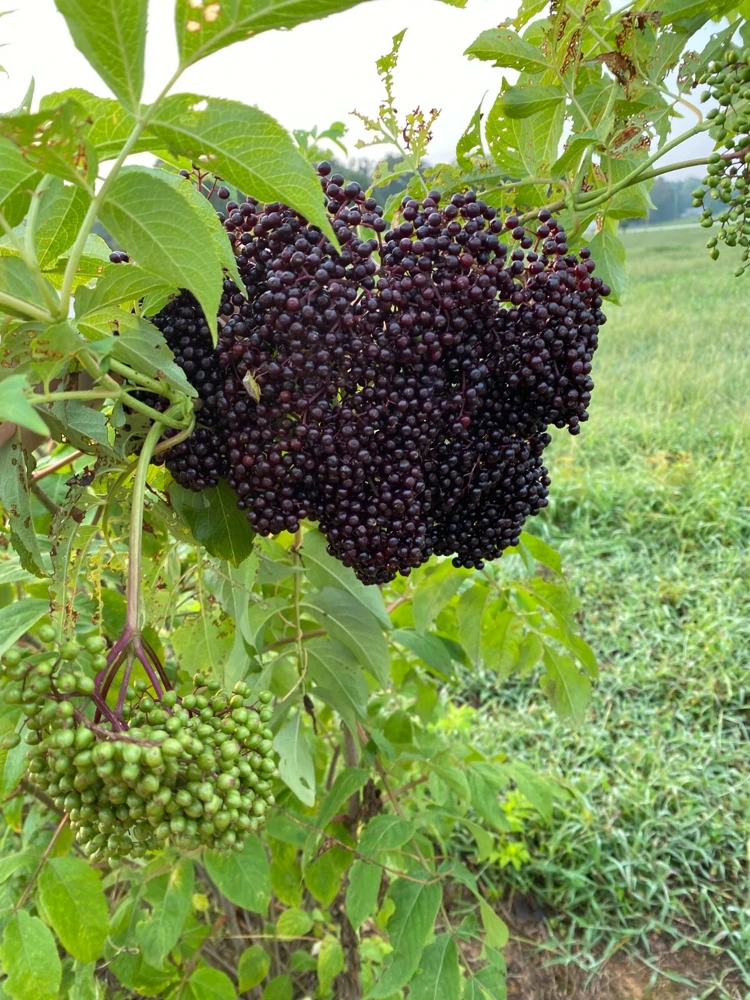 Elderberry Live Plant - Sambucus canadensis - Quart Pot - Image 1