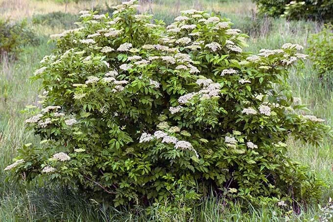 Elderberry Live Plant - Sambucus canadensis - Quart Pot - Image 6