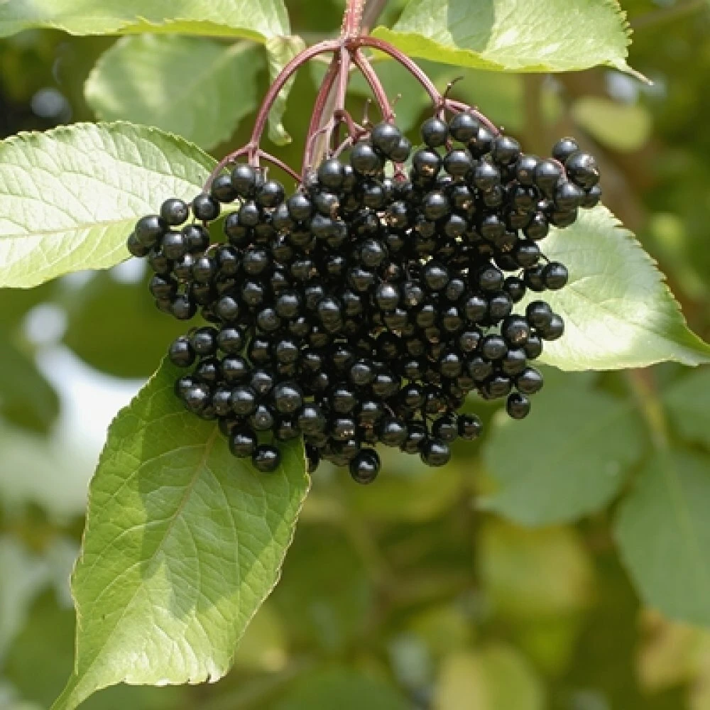 Elderberry Live Plant - Sambucus canadensis - Quart Pot - Image 7