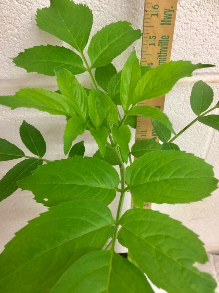 Elderberry Live Plant - Sambucus canadensis - Quart Pot - Image 8