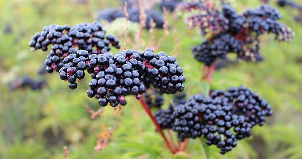 Elderberry Live Plant - Sambucus canadensis - Quart Pot - Image 9