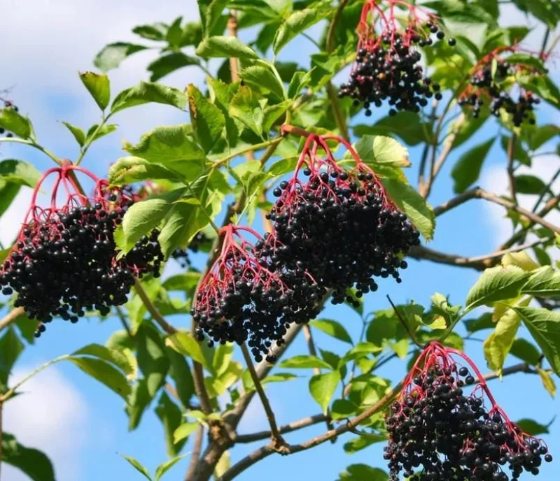 Elderberry Live Plant - Sambucus nigra - 4-8" Tall Hardy Fruit Shrub for Outdoor Edible Gardens - Image 3