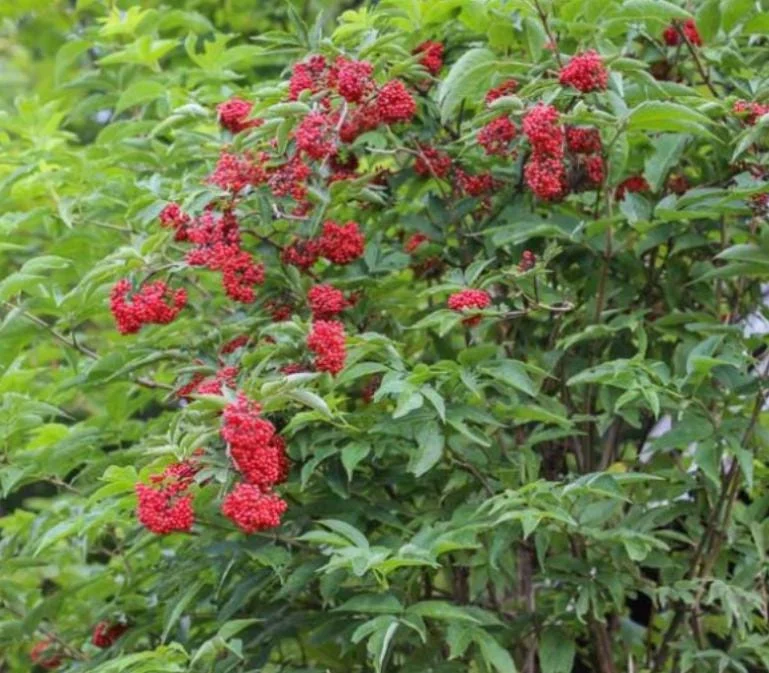 Elderberry Live Plant - Sambucus Nigra - 4-8" Tall - Hardy Fruit Shrub for Edible Gardens - Image 3