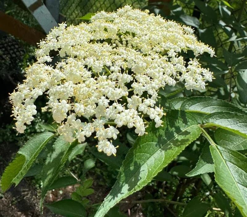 Elderberry Live Plant - Sambucus nigra - 4-8" Tall Hardy Fruit Shrub for Outdoor Edible Gardens - Image 5
