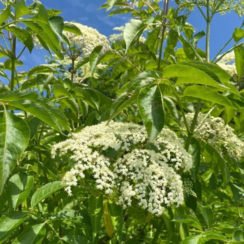 Elderberry Live Plant - Sambucus Nigra - 4-8" Tall - Hardy Fruit Shrub for Edible Gardens - Image 6