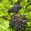 Elderberry Live Plant - Sambucus Nigra - 4-8" Tall - Hardy Fruit Shrub for Edible Gardens - Image 1
