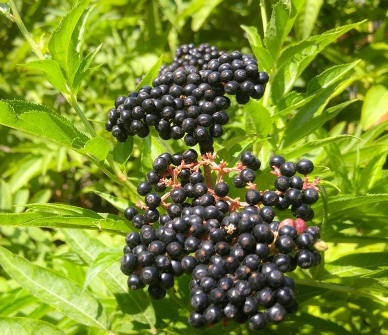 Elderberry Live Plant - Sambucus Nigra - 4-8" Tall - Hardy Fruit Shrub for Edible Gardens - Image 1